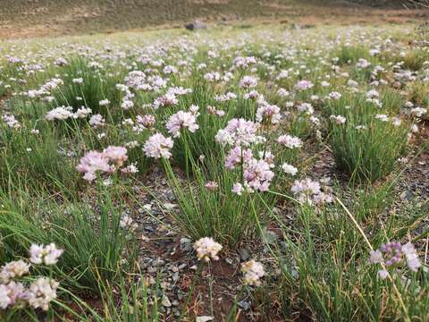 Image of Allium polyrhizum Turcz. ex Regel