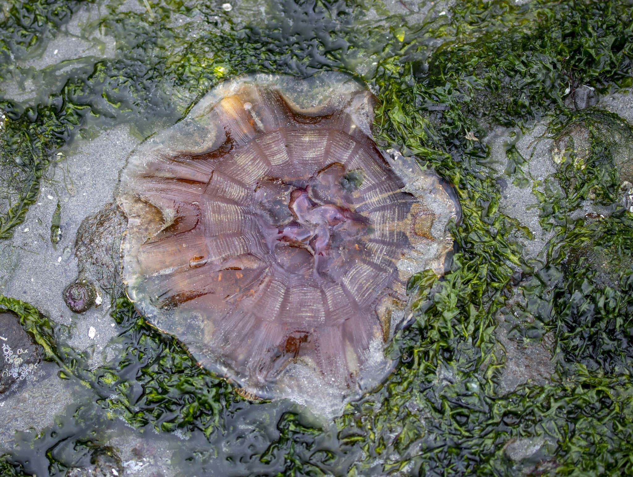 Image of Cyanea ferruginea Eschscholtz 1829