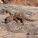 Tarentola ephippiata hoggarensis Werner 1937 resmi