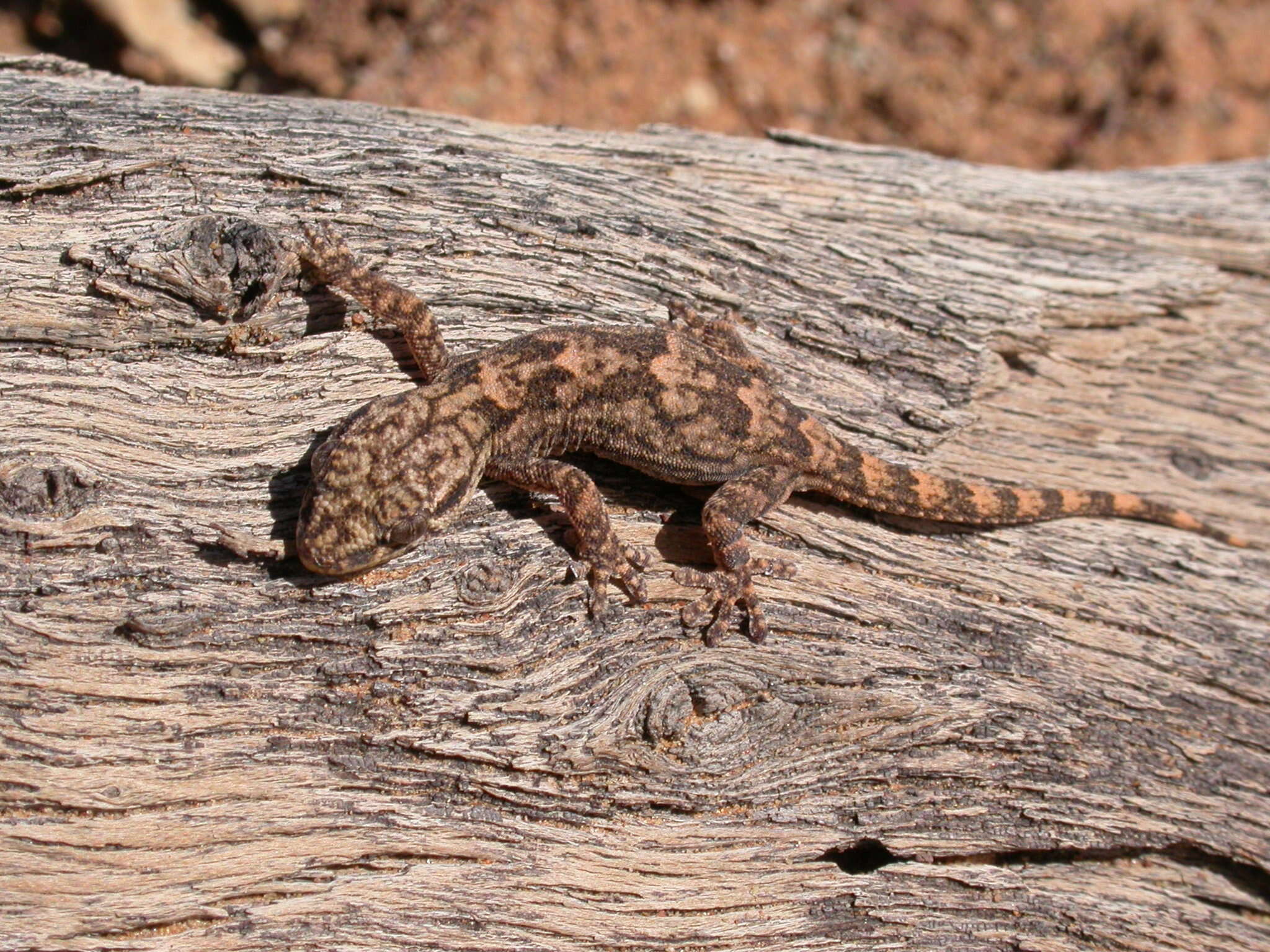 Image of Tarentola ephippiata hoggarensis Werner 1937