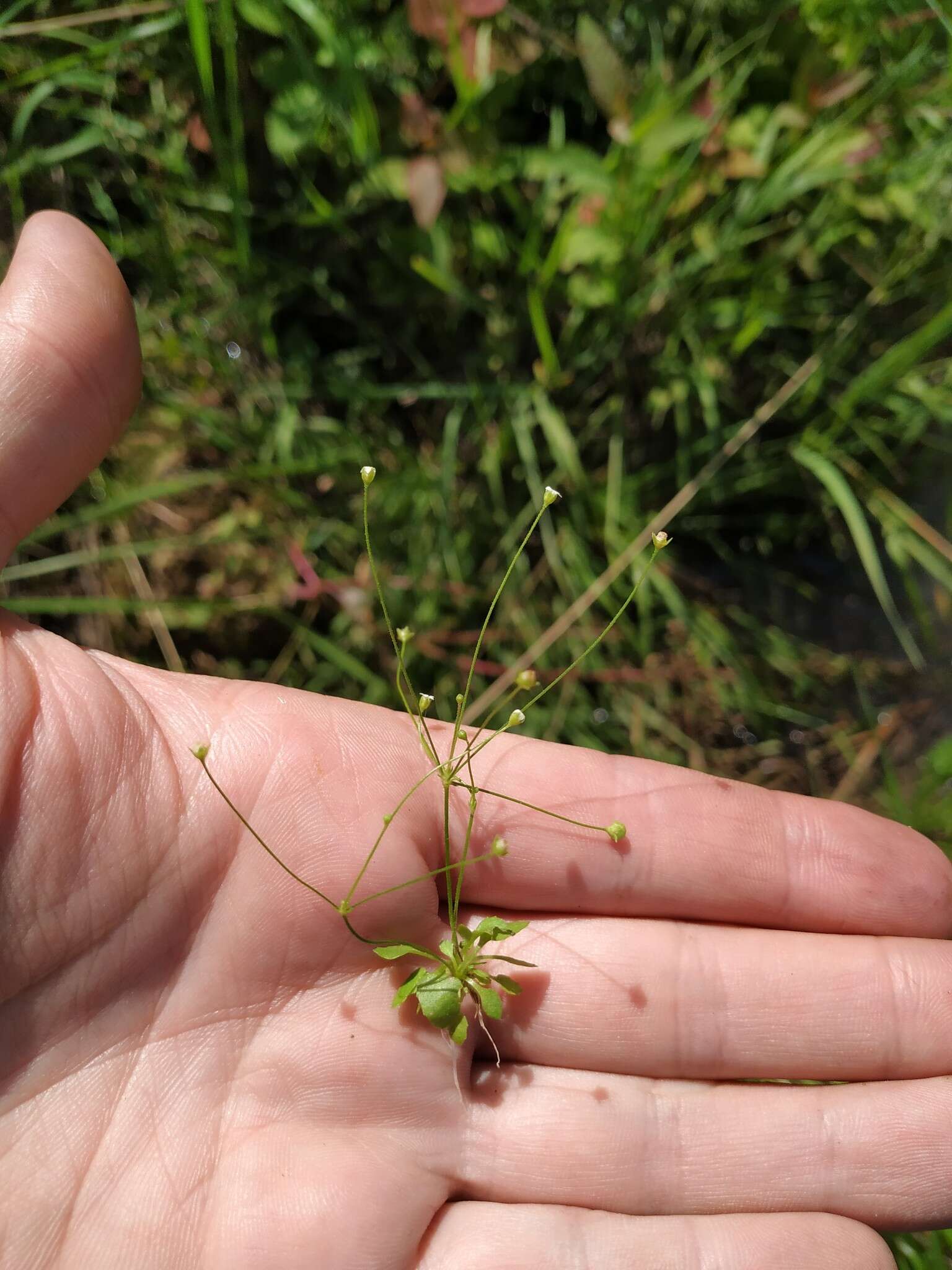 Image de Androsace filiformis Retz.