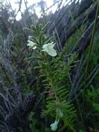 Image of Chloanthes stoechadis R. Br.