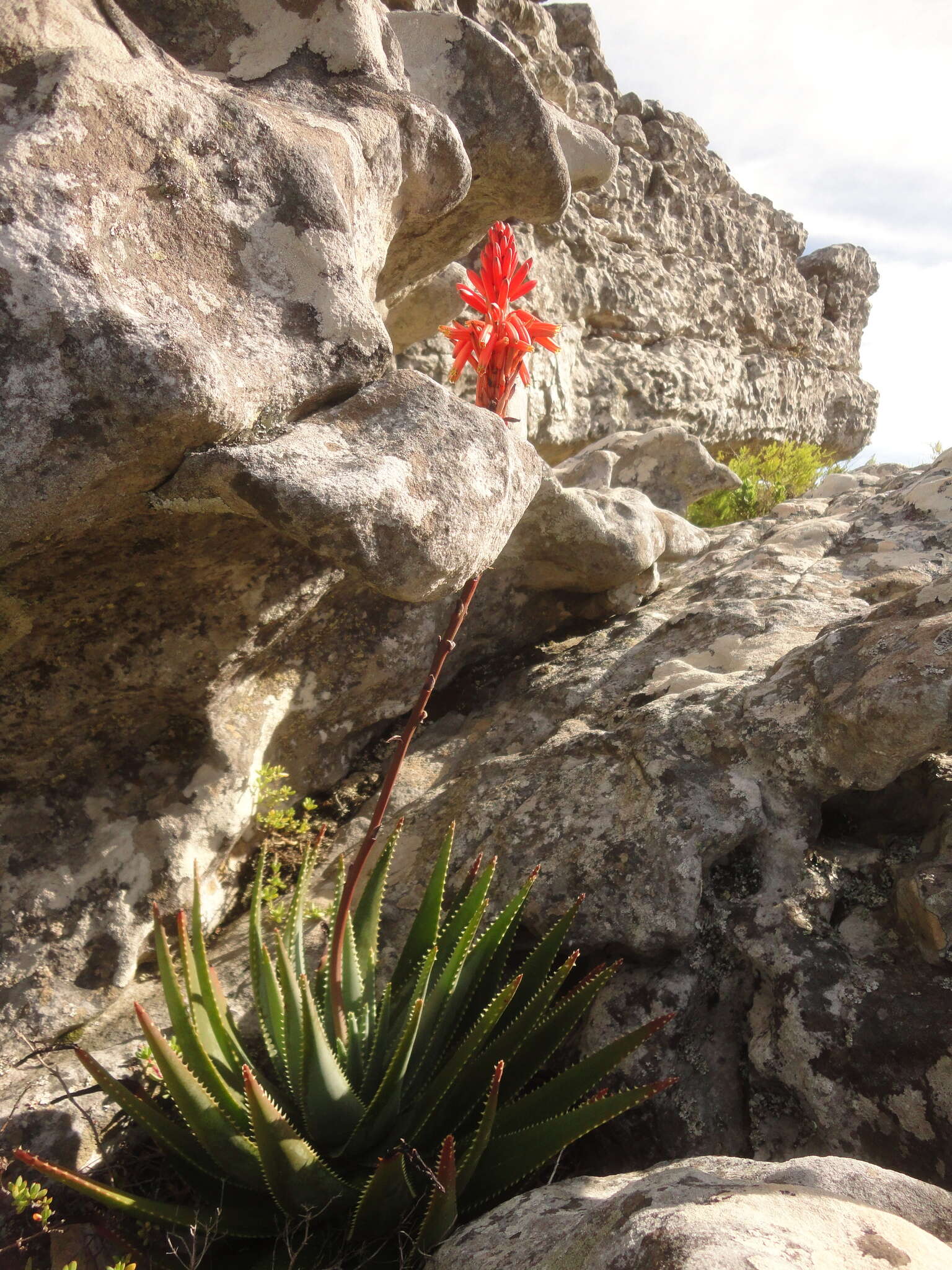 Aloe succotrina Weston resmi