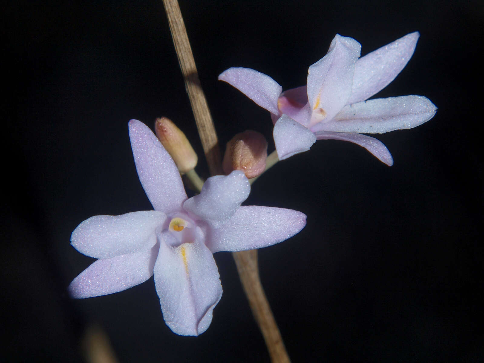 Image de Polystachya dendrobiiflora Rchb. fil.