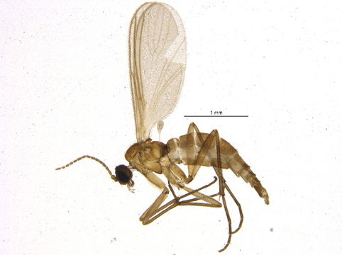 Image of <i>Camptochaeta hirtula</i> (Lengersdorf 1934)