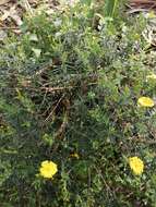 Image of Yellow Rock Rose