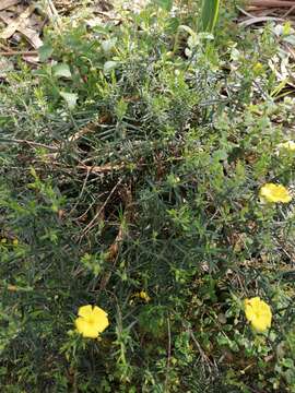 Image of Yellow Rock Rose