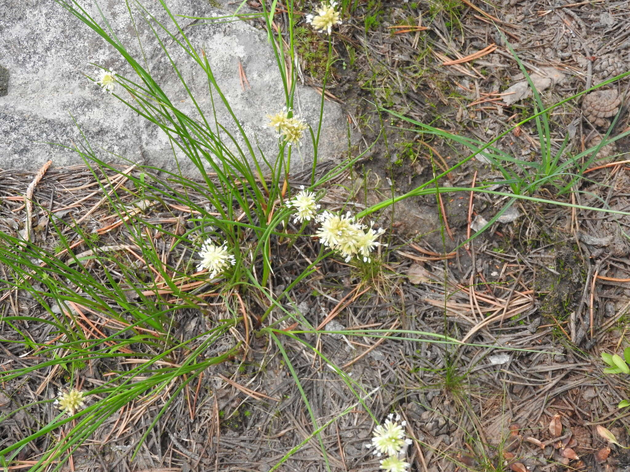 Image of Green-Head Rush