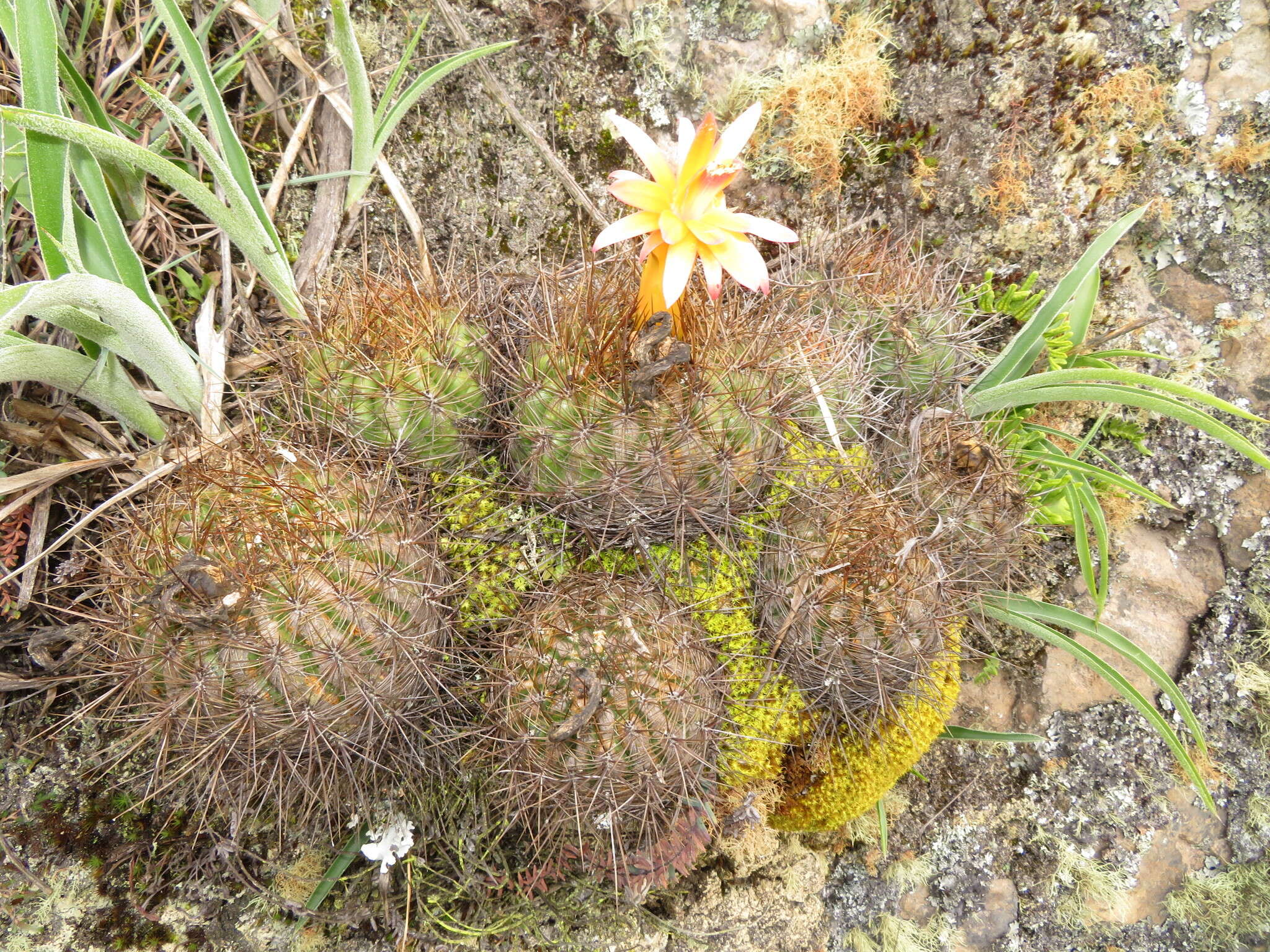 Image of Matucana aurantiaca (Vaupel) Buxb.