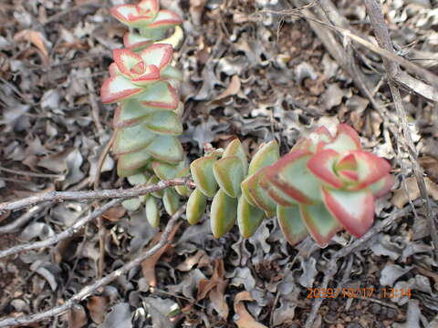 Image of Concertina plant