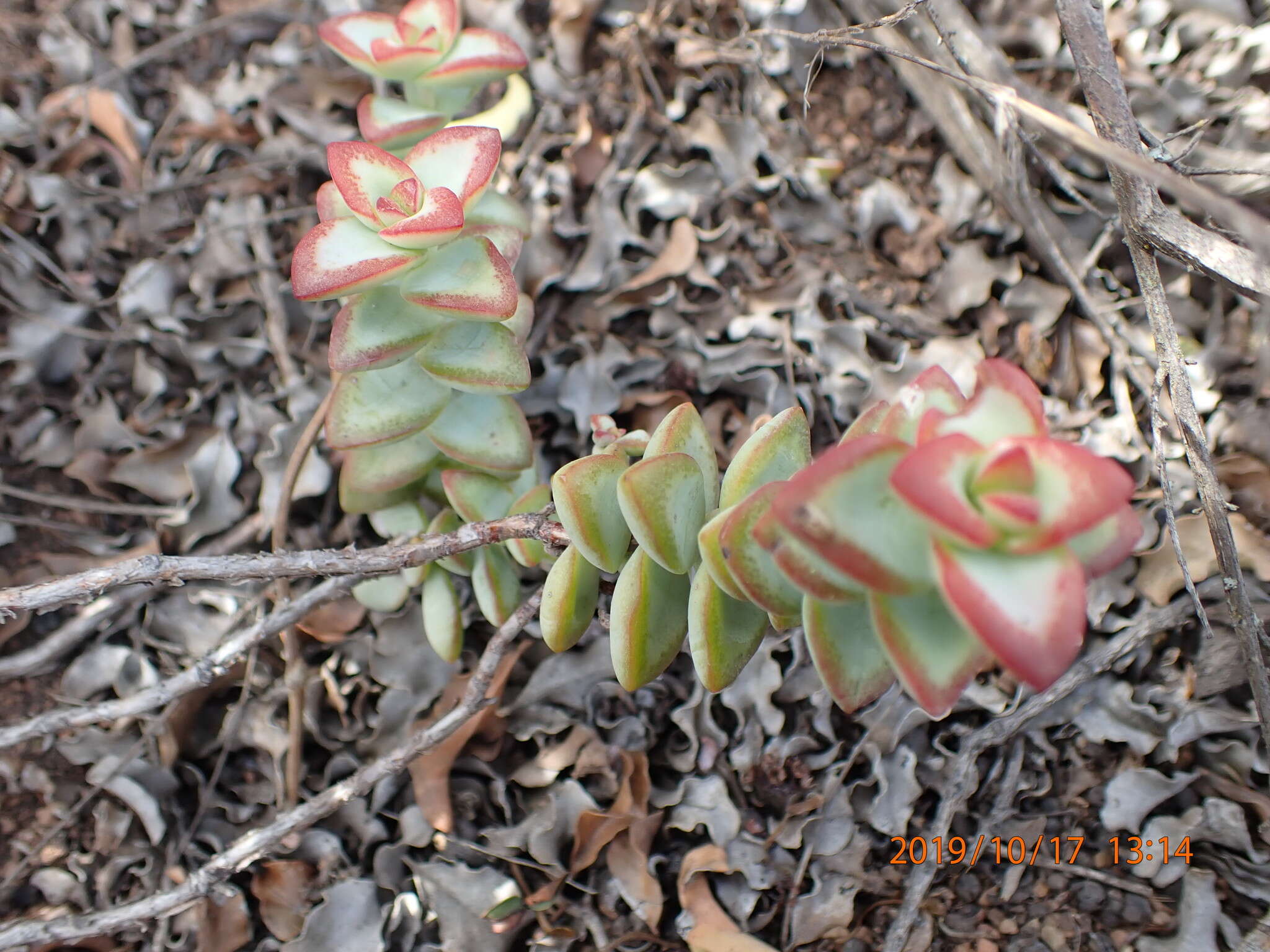 Image of Concertina plant