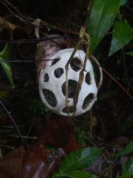 Image of Clathrus roseovolvatus Lécuru, Mornand, Fiard & Courtec. 2013