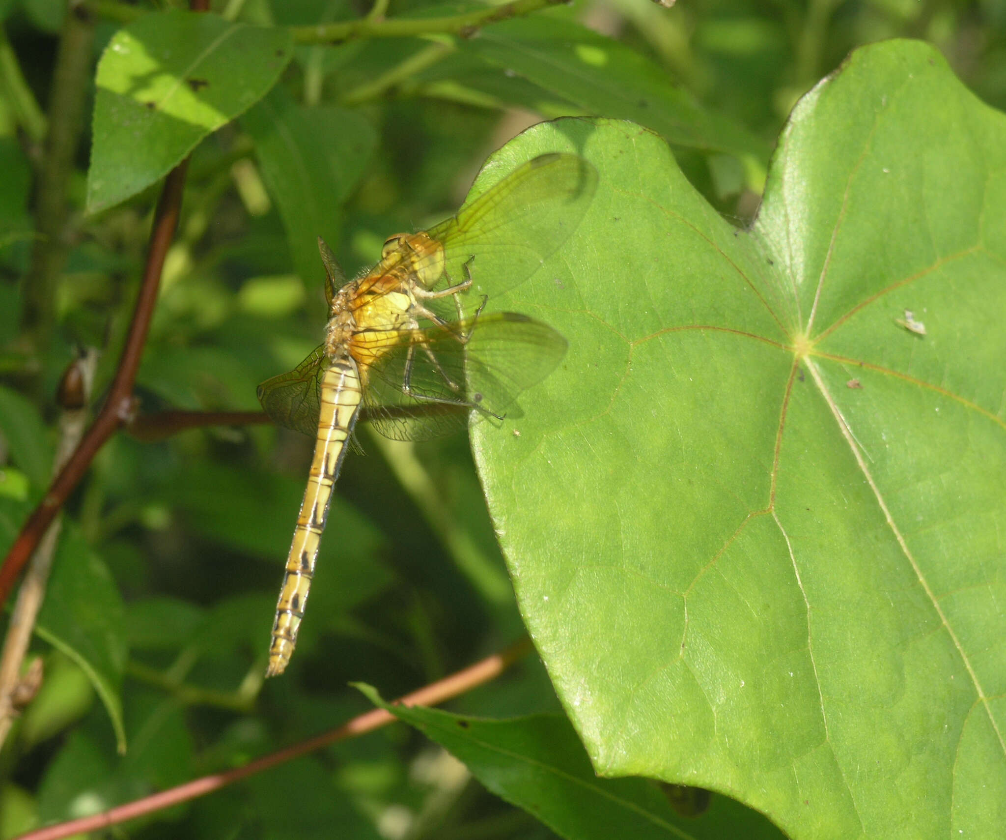 Image of <i>Sympetrum striolatum imitoides</i> Bartenef 1919