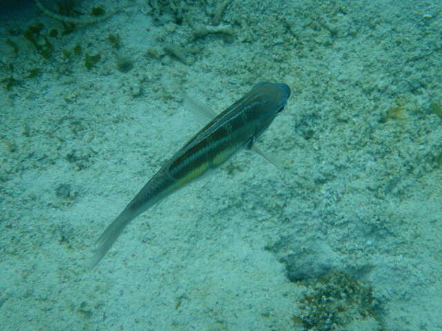 Image of Three-striped whiptail