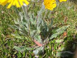 Image of woolly hawkweed