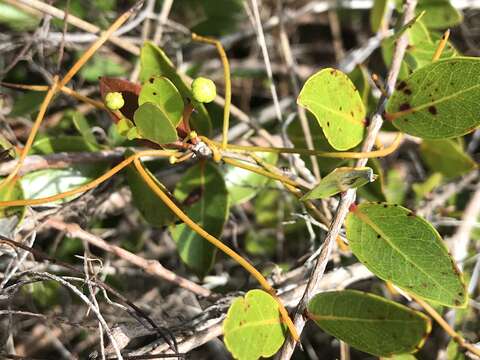 Image of mangroveberry