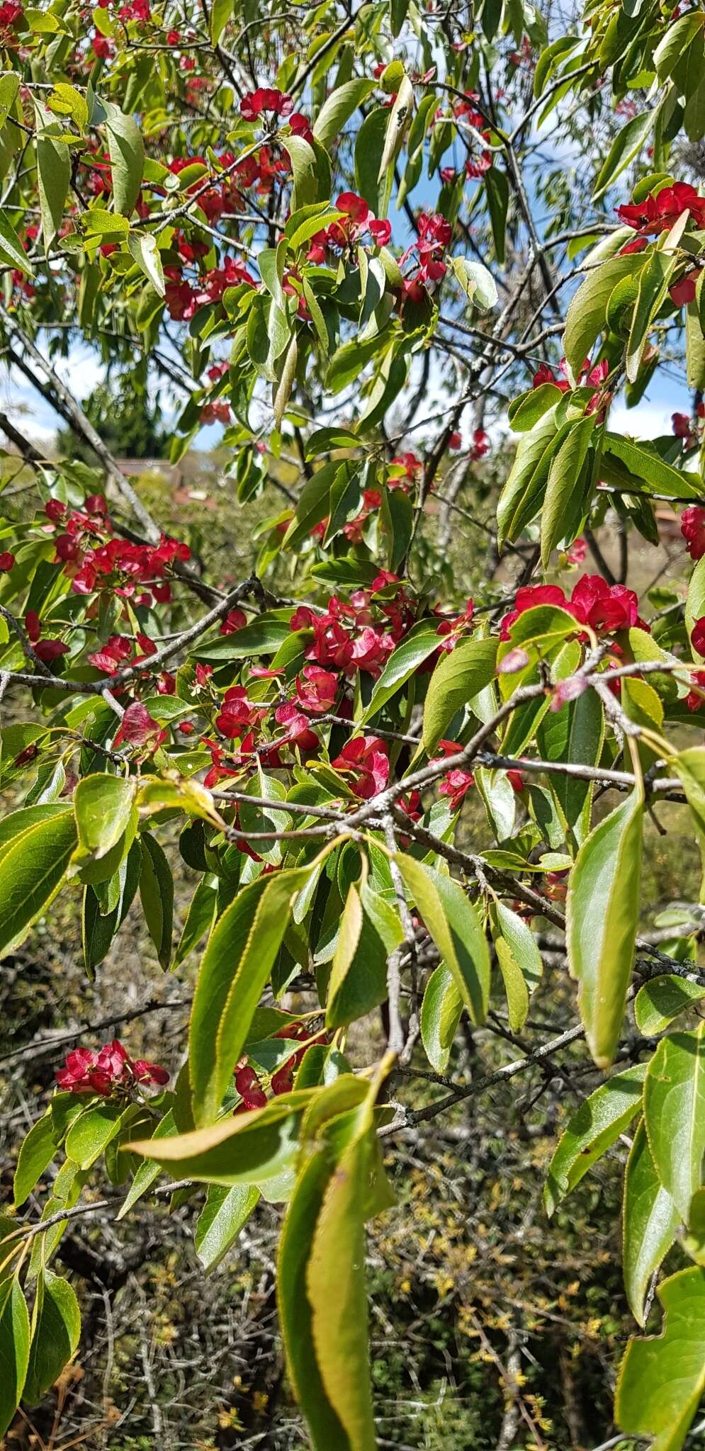 Sivun Wimmeria persicifolia Radlk. kuva