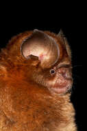Image of Noack's Leaf-nosed Bat