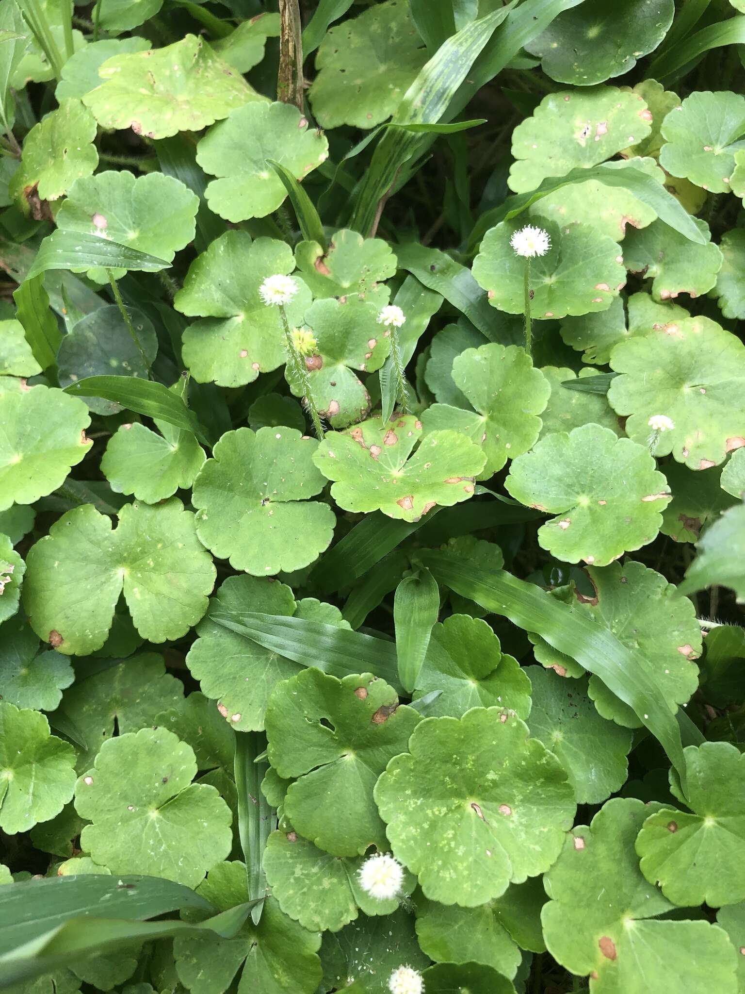 Imagem de Hydrocotyle leucocephala Cham. & Schltdl.