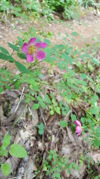 Слика од Rosa gymnocarpa subsp. gymnocarpa