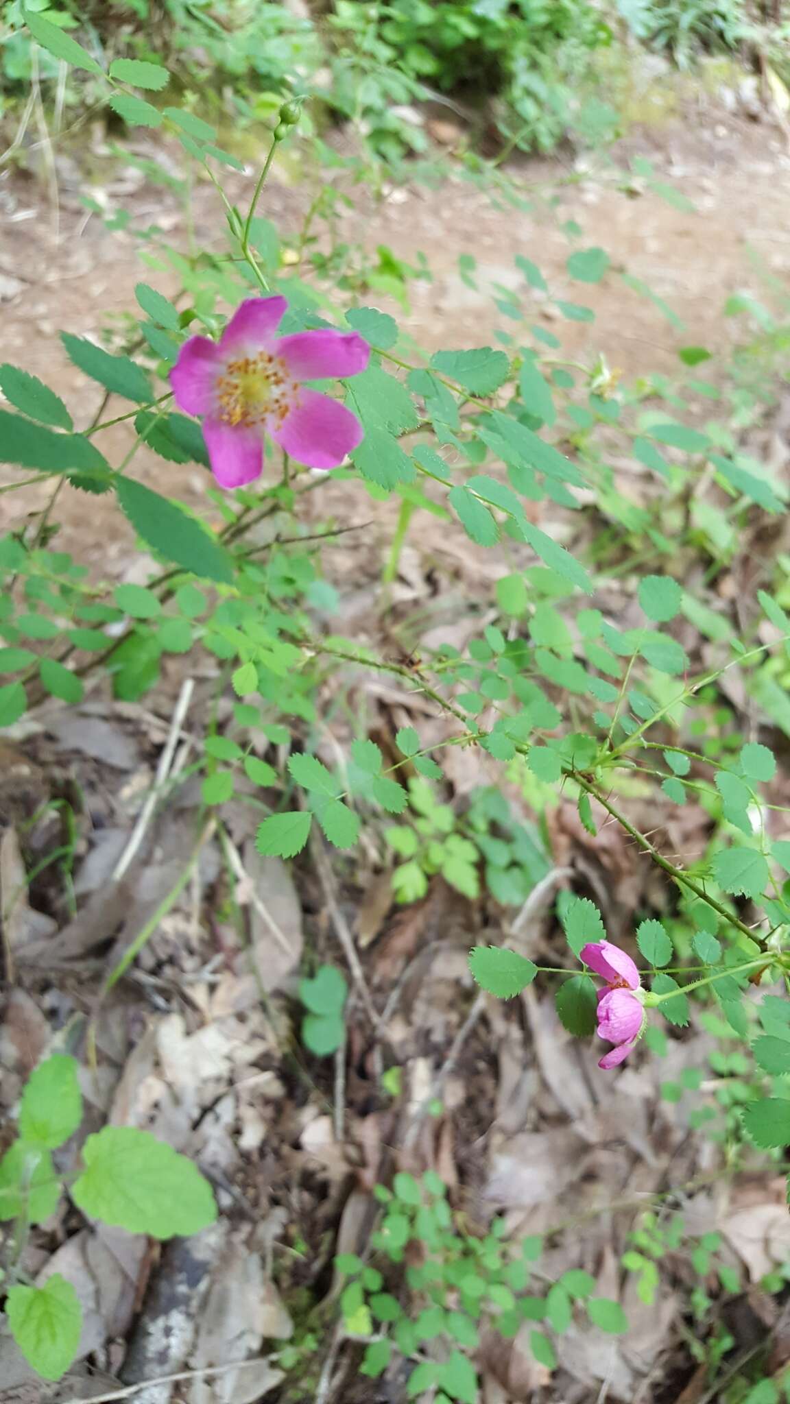 Imagem de Rosa gymnocarpa subsp. gymnocarpa