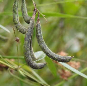 Image of Glycine cyrtoloba Tindale