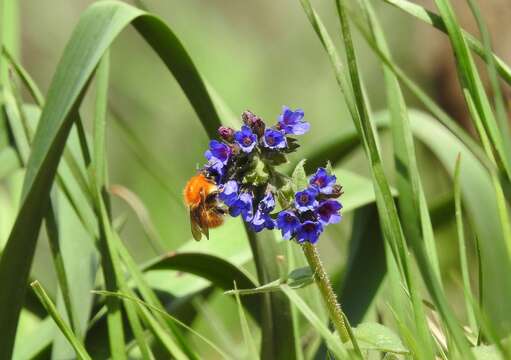 Image of Common carder bumblebee