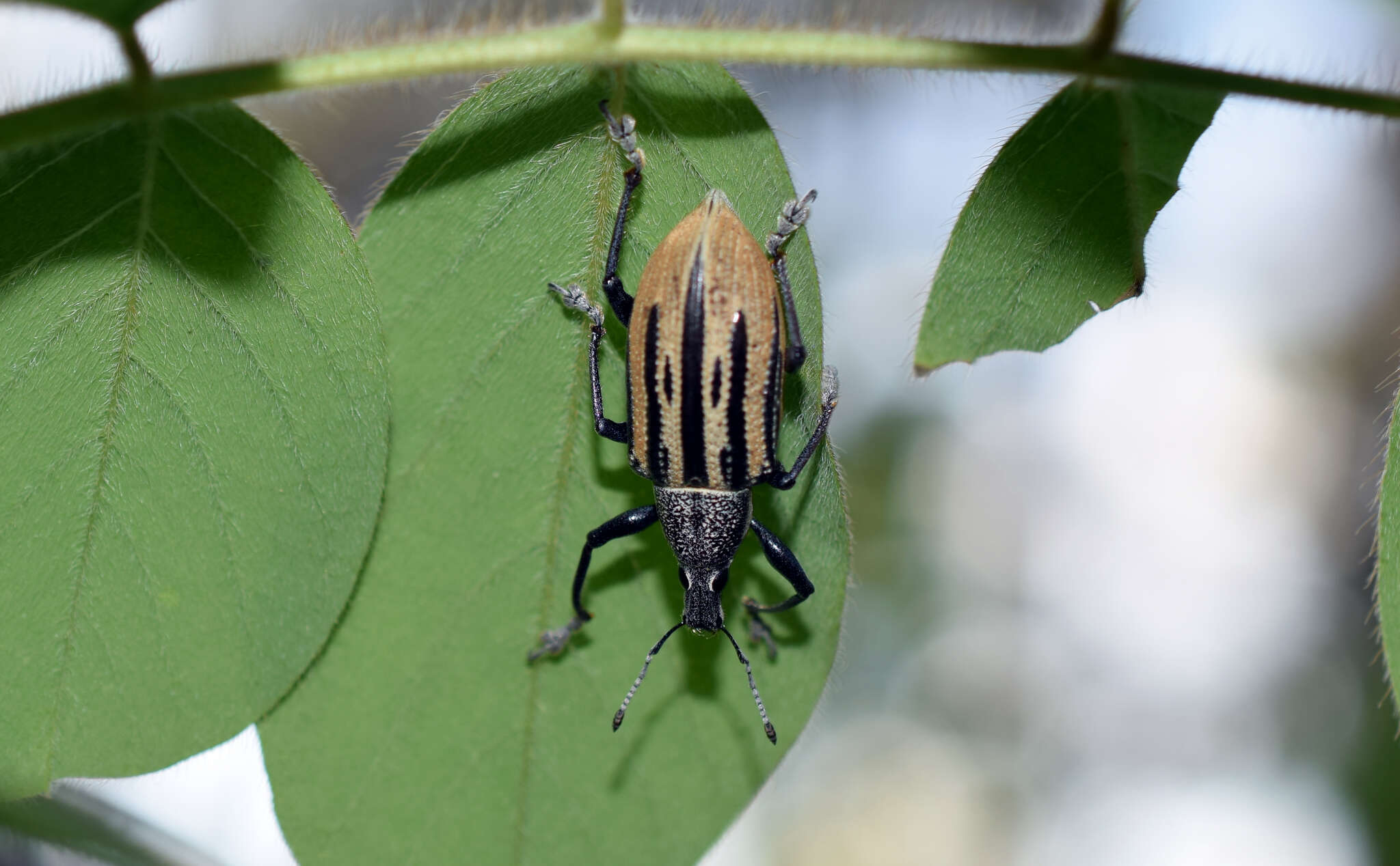 صورة Diaprepes abbreviatus (Linnaeus 1758)