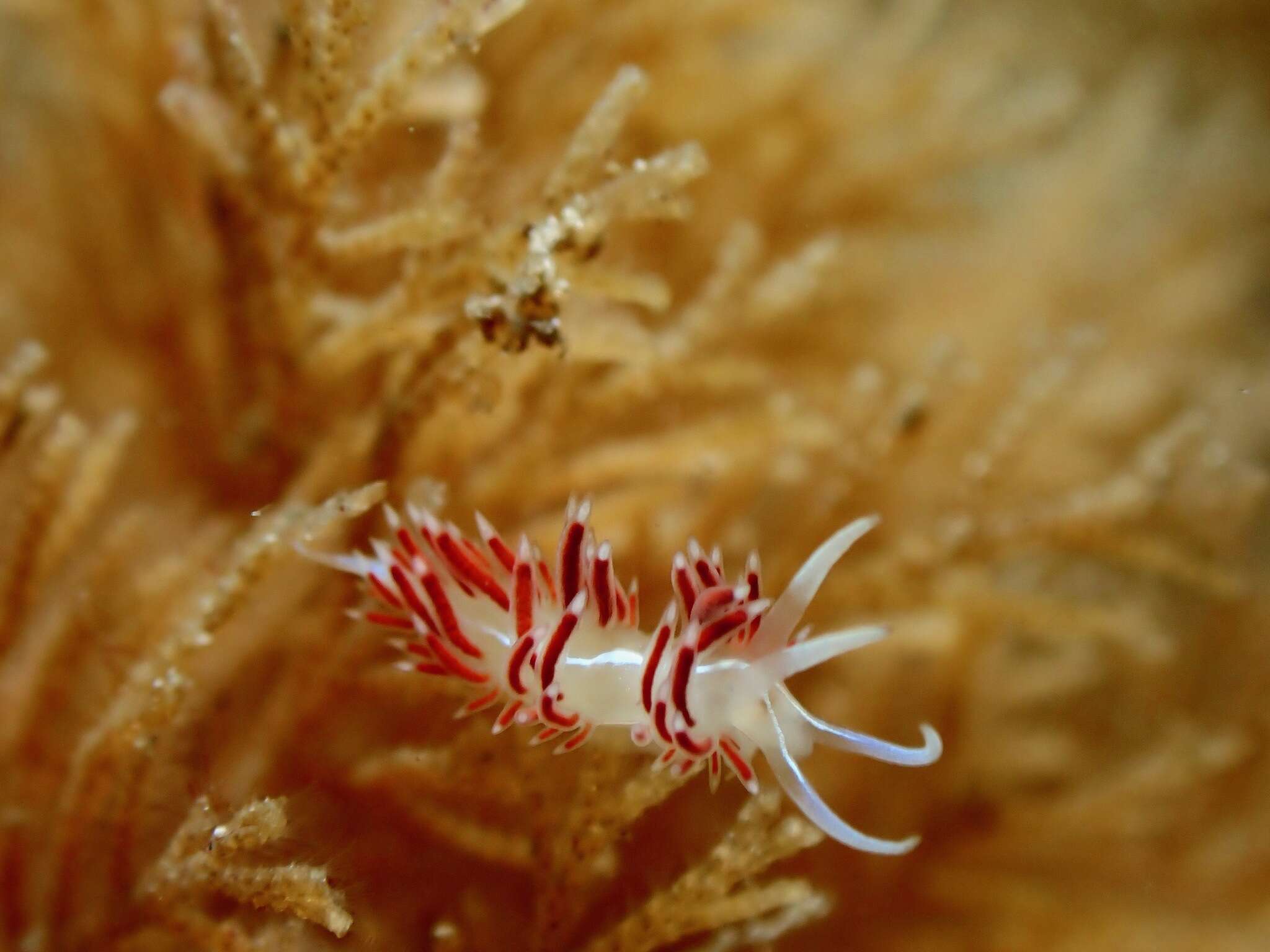 Image de Coryphella verta Ev. Marcus 1970