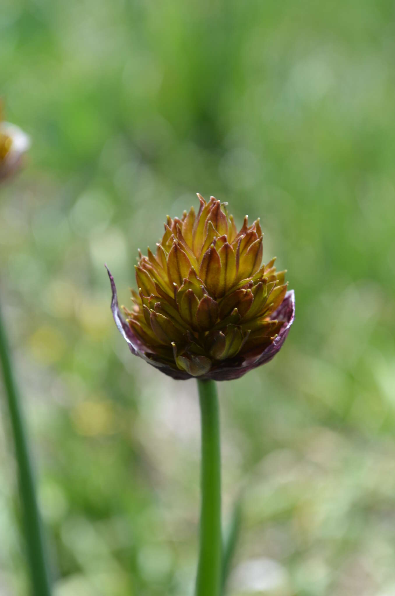 Image of <i>Allium atrosanguineum</i> var. <i>fedtschenkoanum</i>