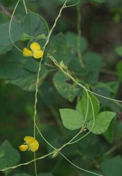 Image de Dunbaria punctata (Wight & Arn.) Benth.