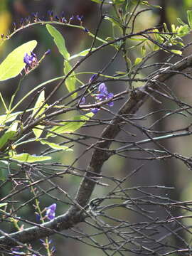 Image of Australian lilac vine