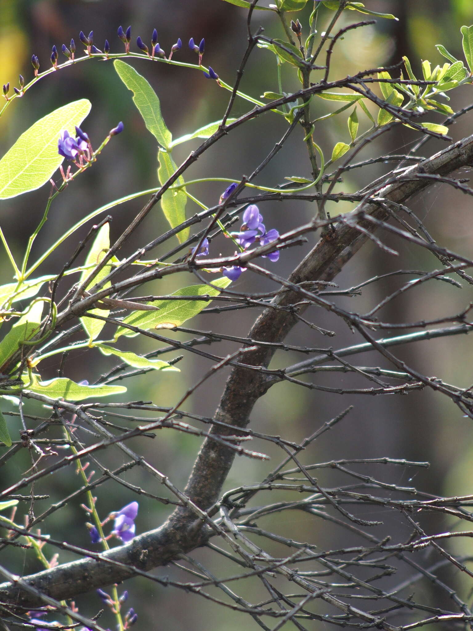 Image of Australian lilac vine