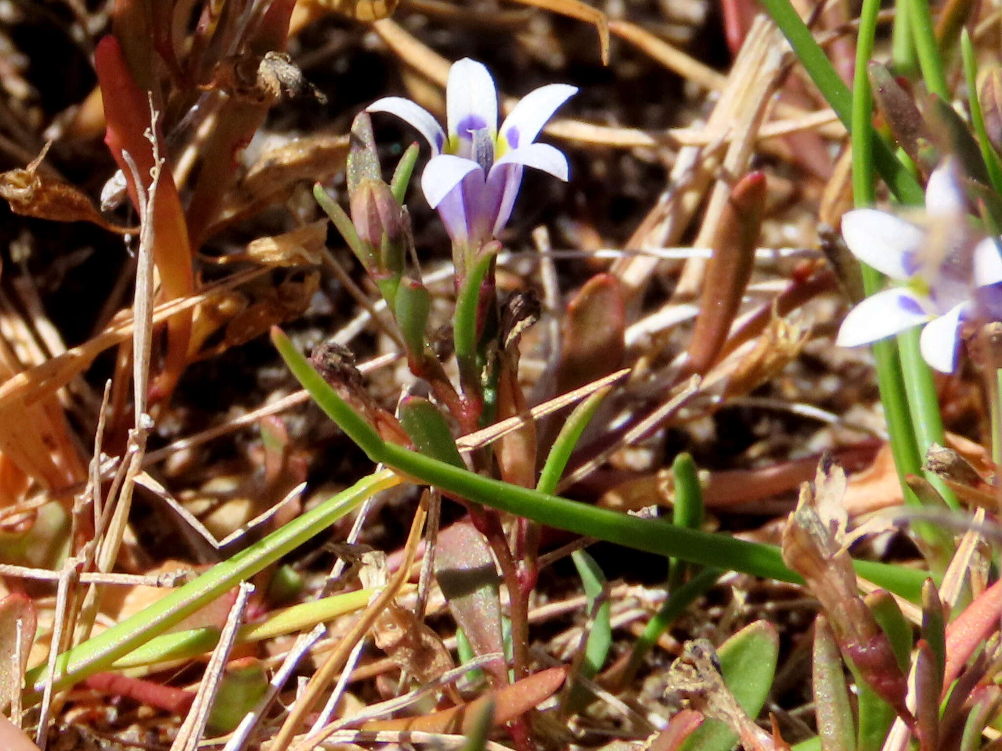 Image of Wimmerella secunda (L. fil.) Serra, M. B. Crespo & Lammers