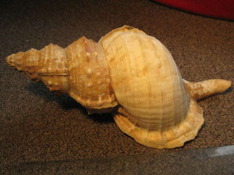 Image of giant frogsnail