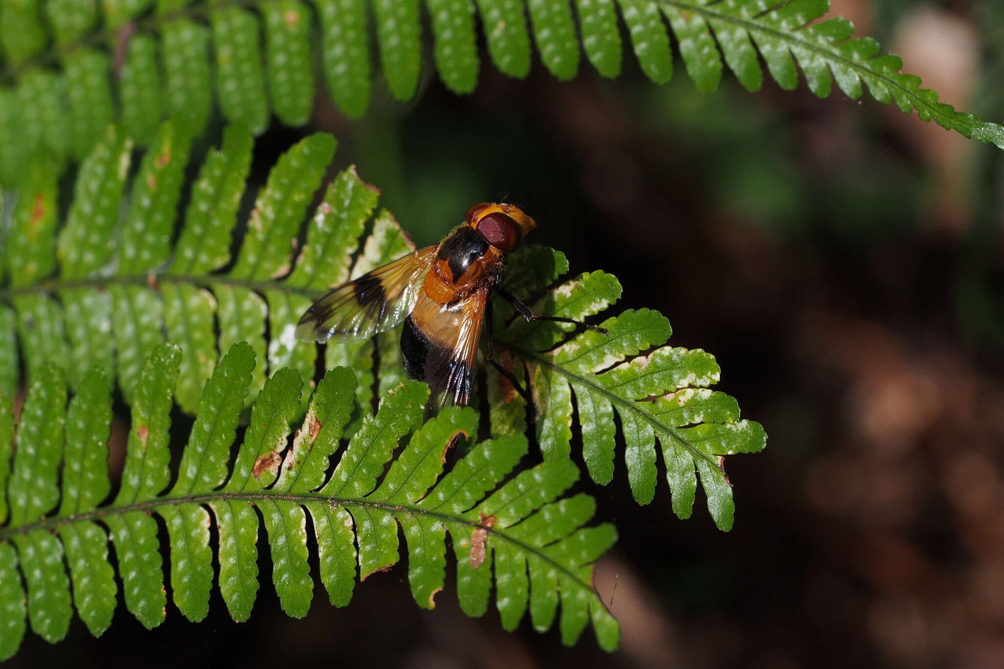 Image of Volucella tabanoides Motschulsky 1859