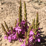 Image of cowpea witchweed