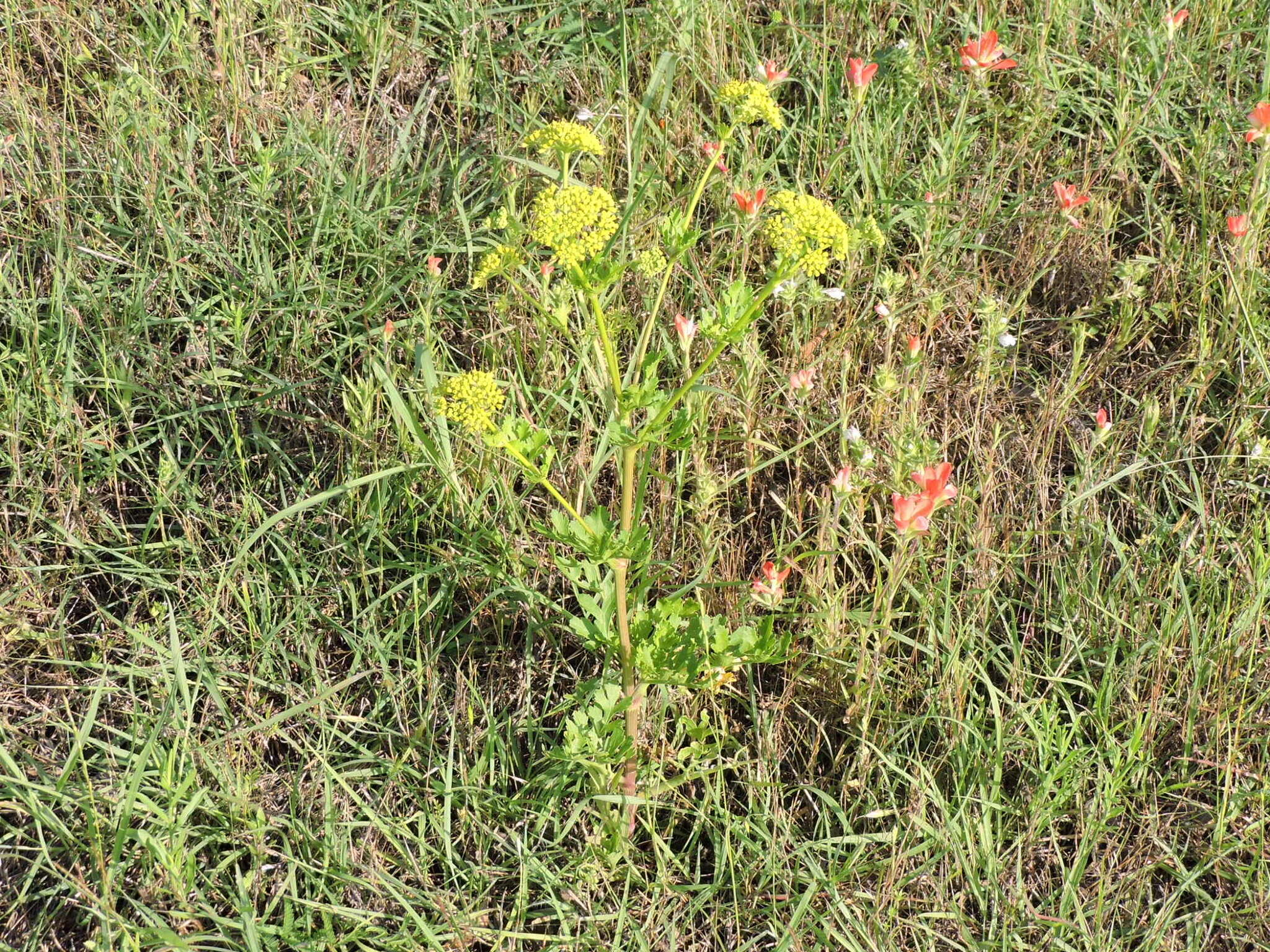 Image of Texas prairie parsley