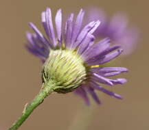 Image of Erigeron foliosus var. foliosus