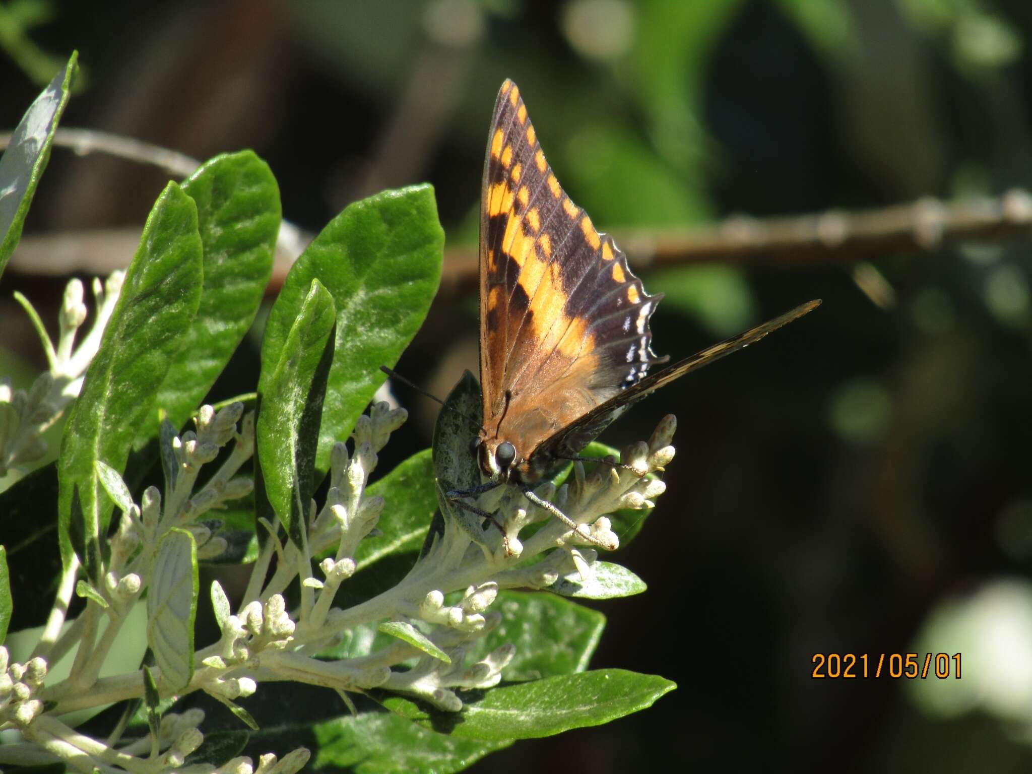 Imagem de Charaxes pelias