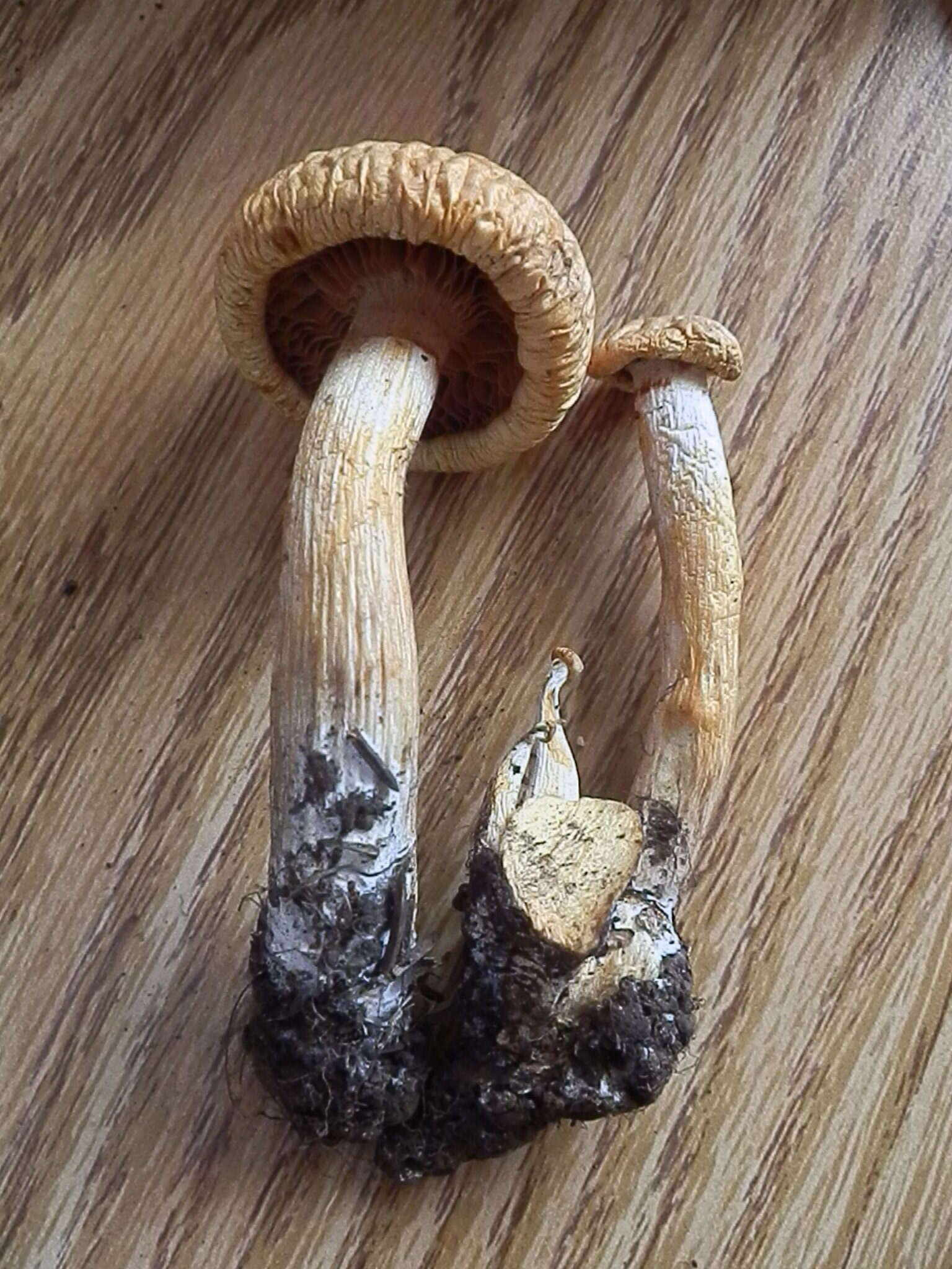 Plancia ëd Gymnopilus stabilis (Weinm.) Kühner & Romagn. 1985