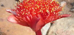 Imagem de Haemanthus sanguineus Jacq.