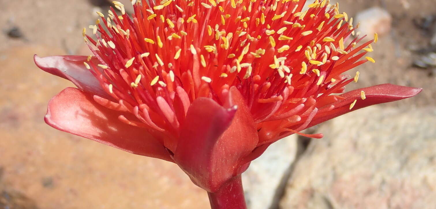 Imagem de Haemanthus sanguineus Jacq.