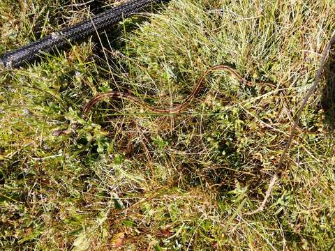 Image of Longtail Alpine Garter Snake