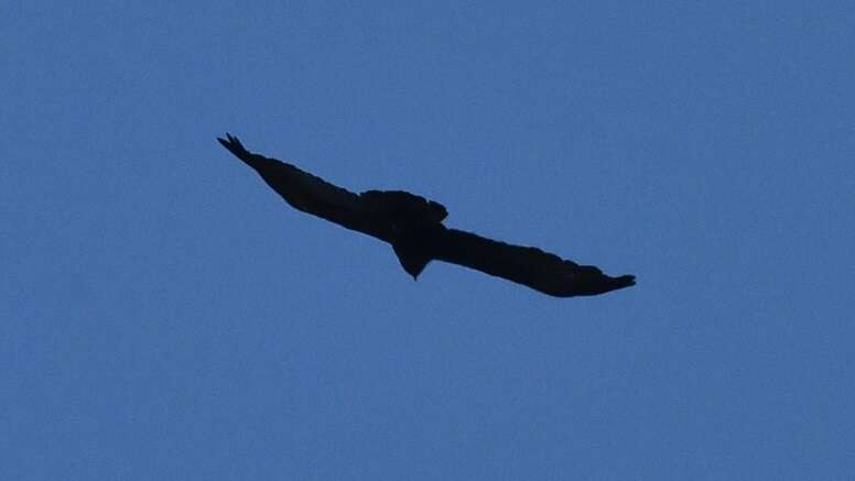 Image of Asian Black Eagle