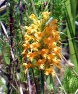 Image de Platanthera cristata (Michx.) Lindl.