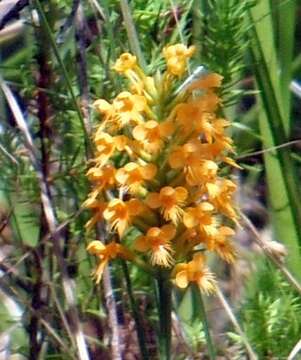 Image of Crested Yellow Orchid