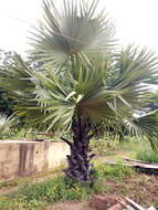 Image of palmyra palm