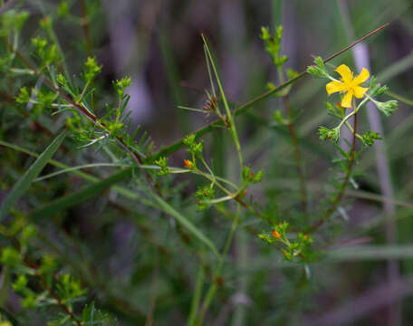 Image de Hypericum brachyphyllum (Spach) Steud.