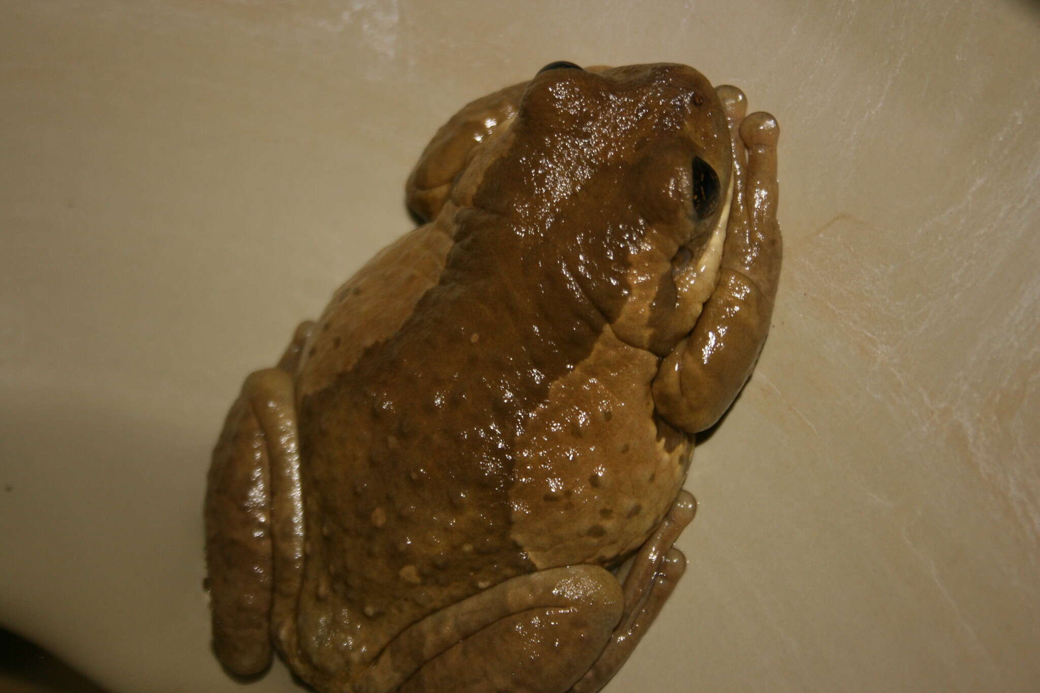 Image of Vermiculated Tree Frog